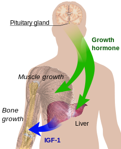 Human Growth Hormone